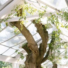 a large tree inside of a white tent