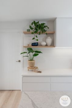 there is a potted plant in the corner of this room with shelves on both sides