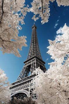 the eiffel tower is surrounded by cherry blossoms