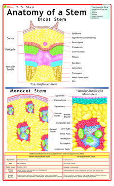 Photosynthesis In Higher Plants Notes, Photosynthesis In Higher Plants, Botany Notes, Plant Pathology, Plant Notes