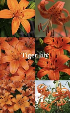 tiger lily collage with orange flowers and green leaves