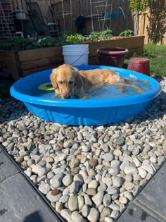 a dog in a blue pool with rocks on the ground next to it and a potted plant