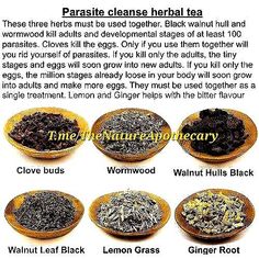 Parasite Cleanse Tincture Recipe, Herbs For Parasites, Parasite Cleanse Tincture, Wormwood For Parasites, Diy Tinctures Herbal Medicine, Herbs For Candida, Herbs With Antibiotic Properties, Parasite Cleanse