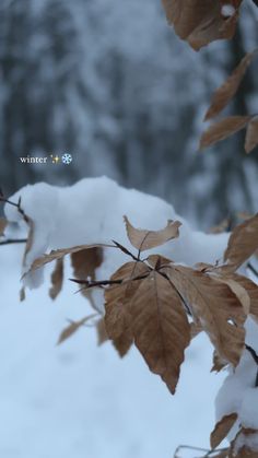 the leaves are covered with snow in the winter