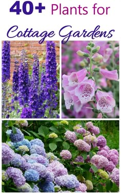 purple flowers and green plants with text overlay that says 40 + plants for cottage gardens