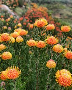 a field full of yellow and red flowers