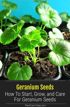 geranium seeds in trays with text overlay how to start, grow and care for geranium seeds