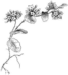 a black and white drawing of flowers on a branch