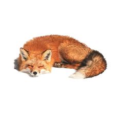 a red fox laying down on the ground