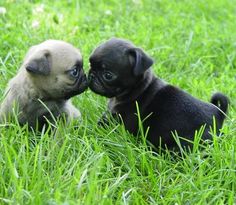 two puppies playing in the grass with each other