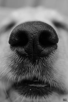 the nose of a dog with it's nose slightly tilted to the camera, black and white photograph