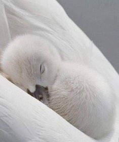 a baby bird sleeping on top of a white blanket