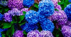 many purple and blue flowers with green leaves