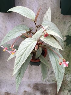 a potted plant with pink and white flowers on it's side, in front of a concrete wall