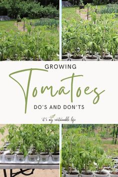 growing tomatoes do's and don'ts in the garden with text overlay