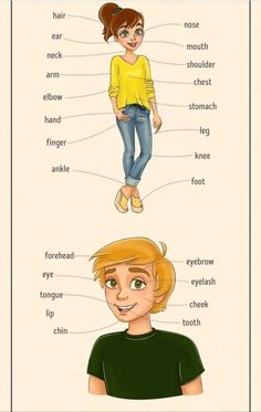 the different parts of a person's body