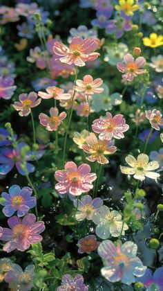 many different colored flowers in the grass