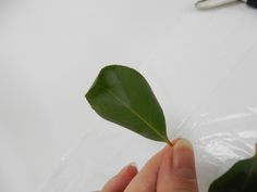 a person holding a green leaf in front of a pair of scissors on a table