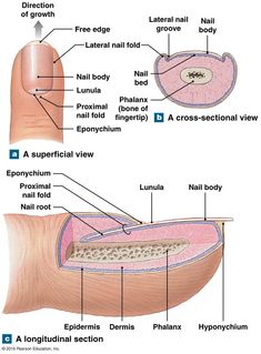 The structure of a nail. Nail Structure, Nail Anatomy, Nail Info, Nail Education, White Toes Nail, Nail Tech School, Skin Anatomy, Nail School, Nail Courses