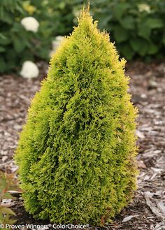 a very tall green tree sitting in the middle of a garden