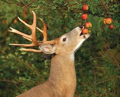 a deer eating apples off the top of its antlers