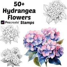 50 + hydrangea flowers procreate stamps for crafts and scrapbooking