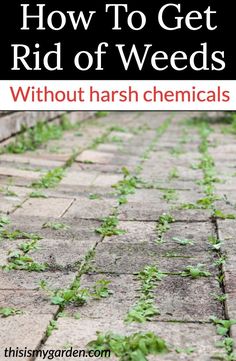 how to get rid of weeds without harsh chemicals