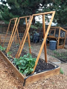 an outdoor garden with wooden trelliss and plants growing in the ground, surrounded by mulch