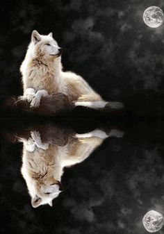 a white wolf sitting on top of a tree branch next to a body of water