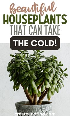 Houseplants that can take the cold. Gardening In Cold Climates, Cold Tolerant House Plants, Plants In Front Of Window Living Rooms, Winter House Plants, Cold Hardy Plants, Moving Plants Indoors For Winter, Plants For West Facing Window, Good House Plants, Indoor Winter Garden