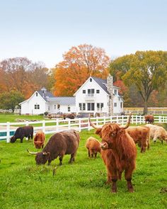 a herd of cattle standing on top of a lush green field next to a white house