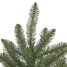 a close up of a pine tree on a white background