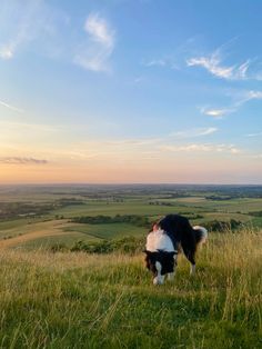 a black and white dog standing on top of a lush green field under a blue sky