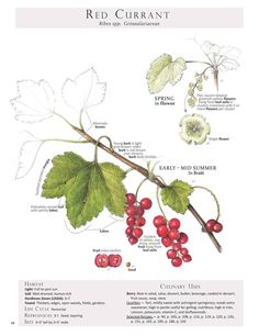 the red curran tree is shown with its fruit, leaves and berries labeled in their names