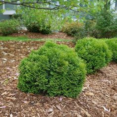 some very pretty bushes in the middle of a yard with mulch on the ground