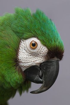 a green parrot with white and black feathers