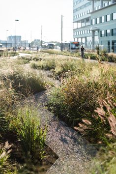 the grass is growing on the side of the road in front of some tall buildings