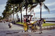 a horse drawn carriage is parked on the side of the road near some palm trees