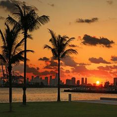 the sun is setting behind palm trees in front of a body of water and cityscape