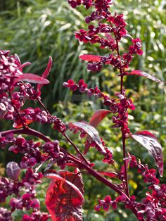 red flowers with green leaves in the foreground and other plants in the back ground