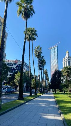 palm trees line the sidewalk in front of tall buildings