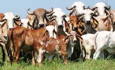 a herd of cattle standing on top of a lush green field next to each other