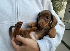 a person holding a small brown puppy in their arms and it's paw on the other side of his chest