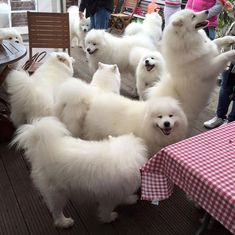 a group of white dogs standing next to each other