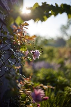 the sun shines brightly through the leaves and flowers on this fenced in garden