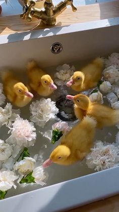 several ducks in a bathtub with white flowers