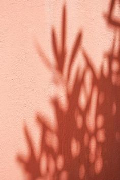 the shadow of a plant on a wall