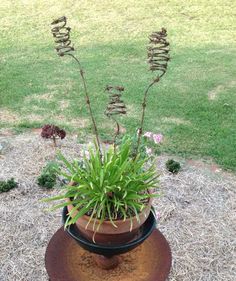 a potted plant sitting on top of a metal object in the middle of a field