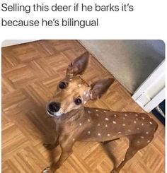 a small dog standing on top of a wooden floor next to a whiteboard with the words selling this deer if he barks it's because he's bilingual