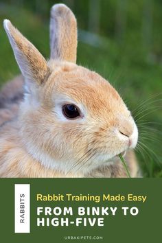 a rabbit eating grass with the title rabbit training made easy from binky to high - five